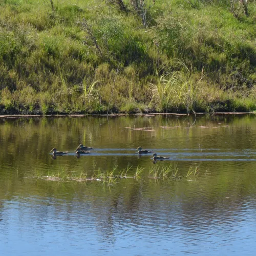 Patitos